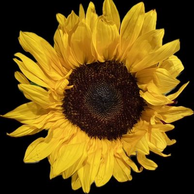 Sunflower Consulting GraceAnn Stewart