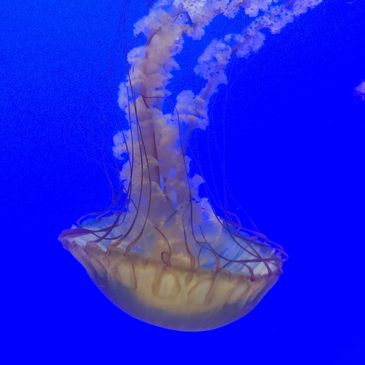 GraceAnn Stewart Photo from Monterey Bay Aquarium