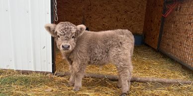 This perfect, tiny silver highland heifer was born 