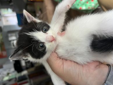 Close-up of a black and white kitten held in a hand.
