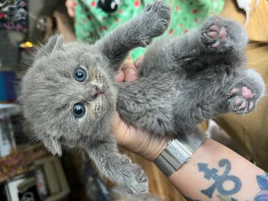 A person holding a fluffy gray kitten with blue eyes.