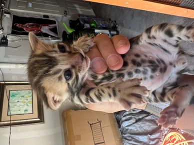 A person holding a spotted Bengal kitten inside a room.