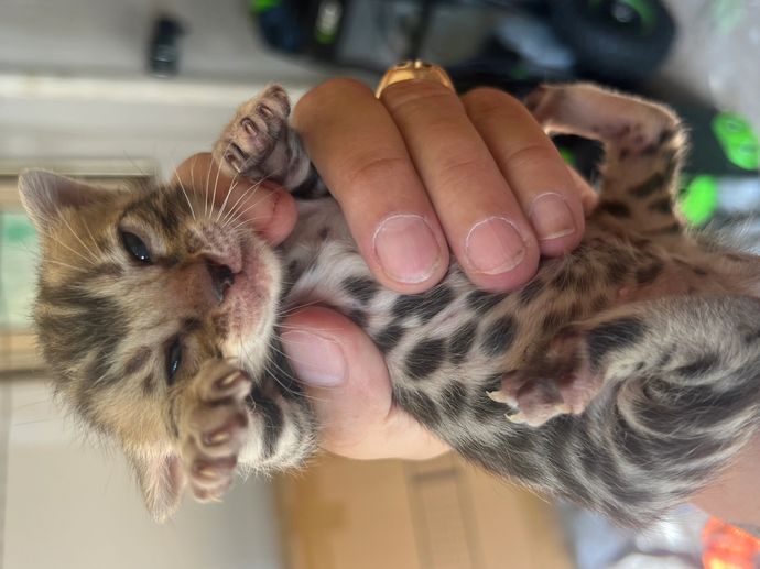 Tiny spotted kitten held gently in a person's hand.