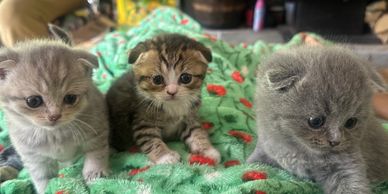 Three adorable kittens sitting on a green blanket with red patterns.