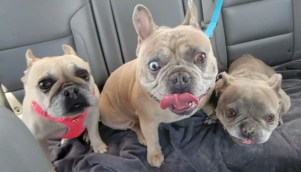 Three French Bulldogs sitting together on a car seat.