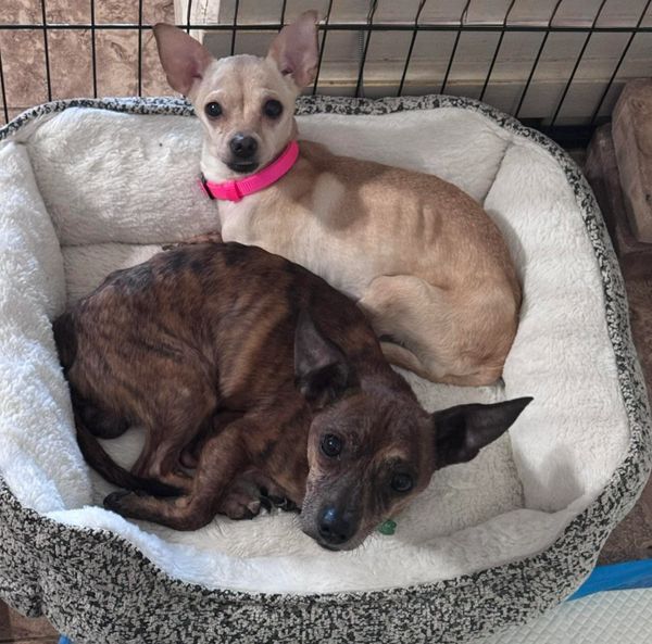 Two small dogs cuddle together in a cozy pet bed inside a cage.
