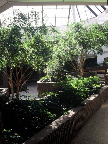 Indoor garden with lush green plants under a glass ceiling.