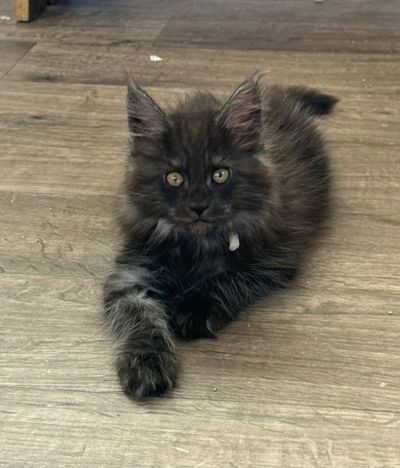 Fluffy black kitten with striking eyes lying on a wooden floor.