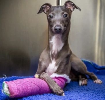 Dog with a pink cast on its leg.