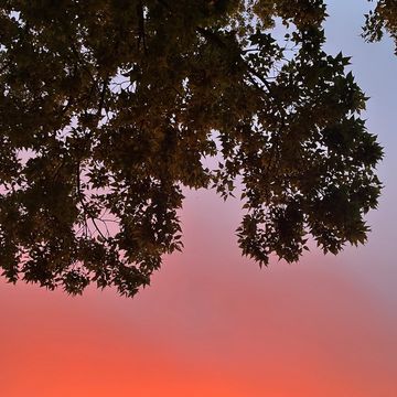 Tree branches silhouetted against a vibrant sunset sky.
