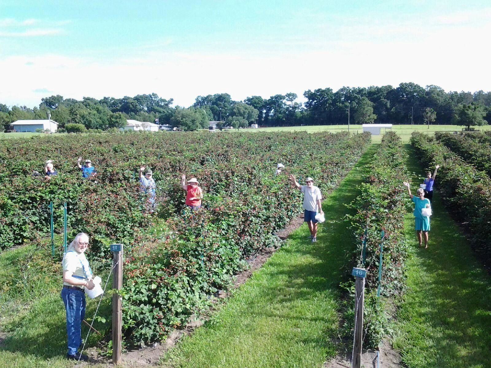 Back Road Berries