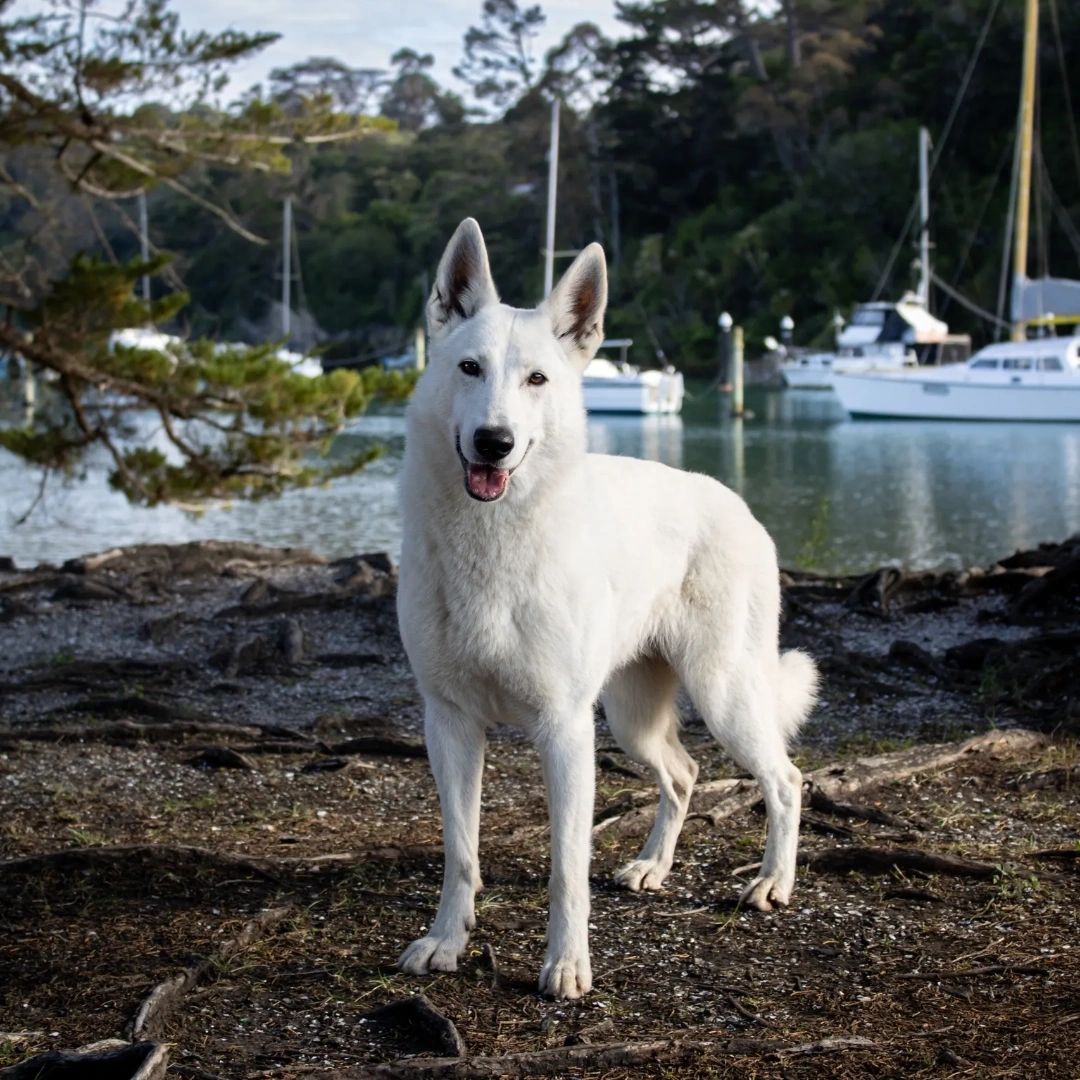 White dog standing by a lakeside with boats.
