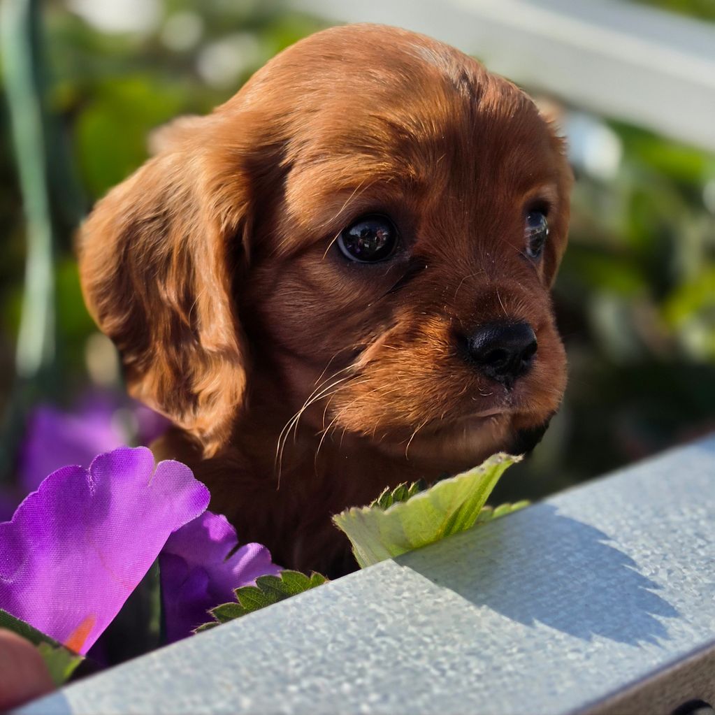 Cavalier King Charles spaniel puppy
