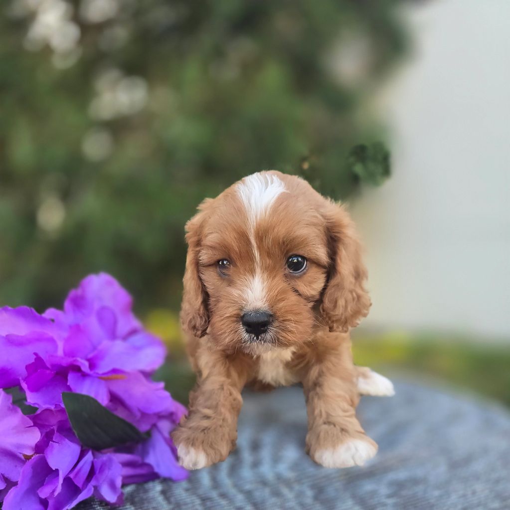 Cavapoo puppy for sale 