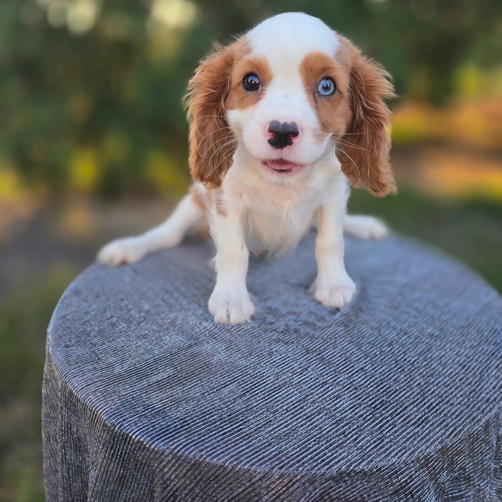 Cavalier King Charles spaniel puppy near me 