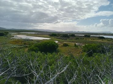 On the Estuarine embankment lies a small Coastal Milkwood forest. 