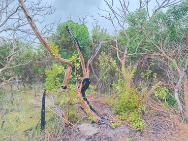 Fire has burn down the old Milkwood trees. AIien invasive Rooikrans  cleared around new Milkwood sho