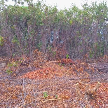 Invasive Alien Rooikrans has totally overgrown the embankment 