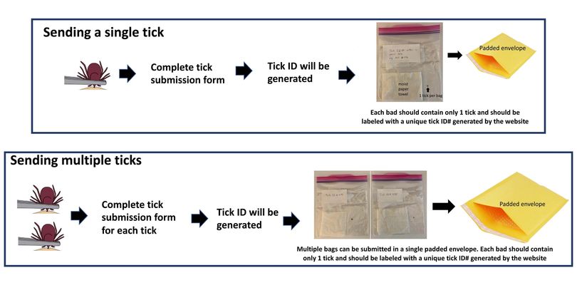Tick investigation essay 07 image