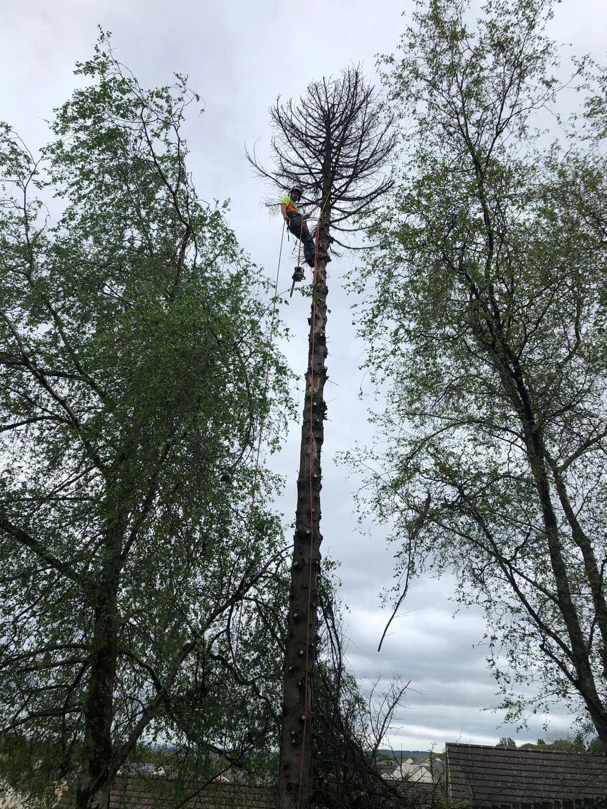 Tree pruning by Stemma Tree Care