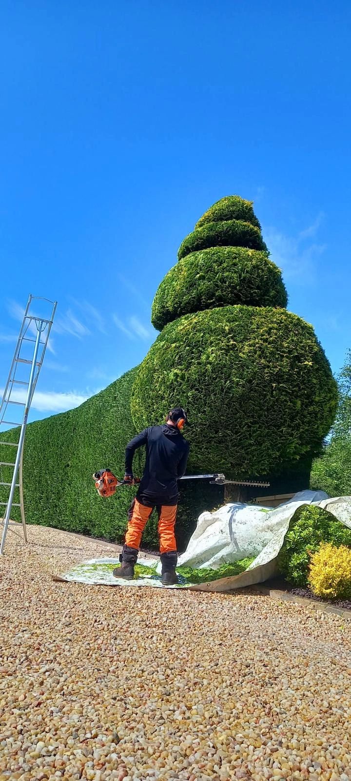 Hedge trimming by Stemma Tree Care