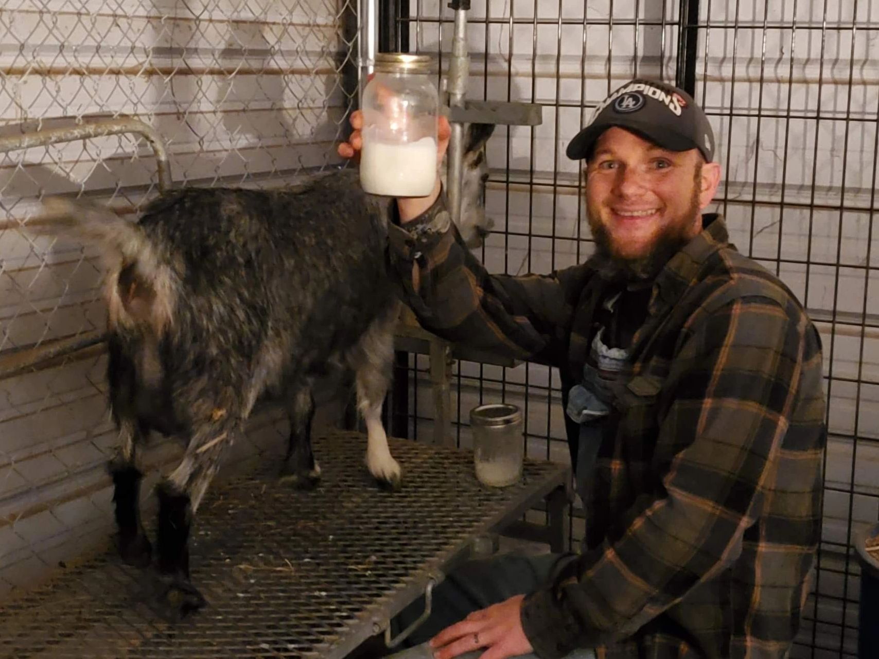 Goat Milk from ADA registered Nigerian Dwarf Dairy Goats