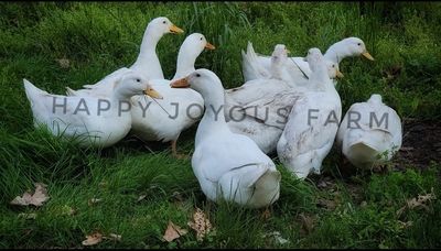 White Duclair Ducks raised and hatched from ducklings at our hatchery Happy Joyous Farm Pikeville,TN 