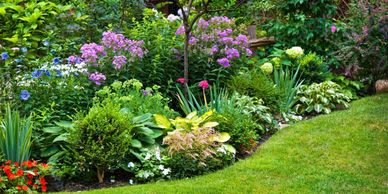 plants