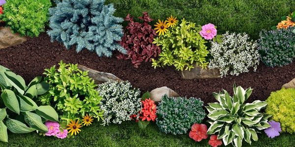 plants
