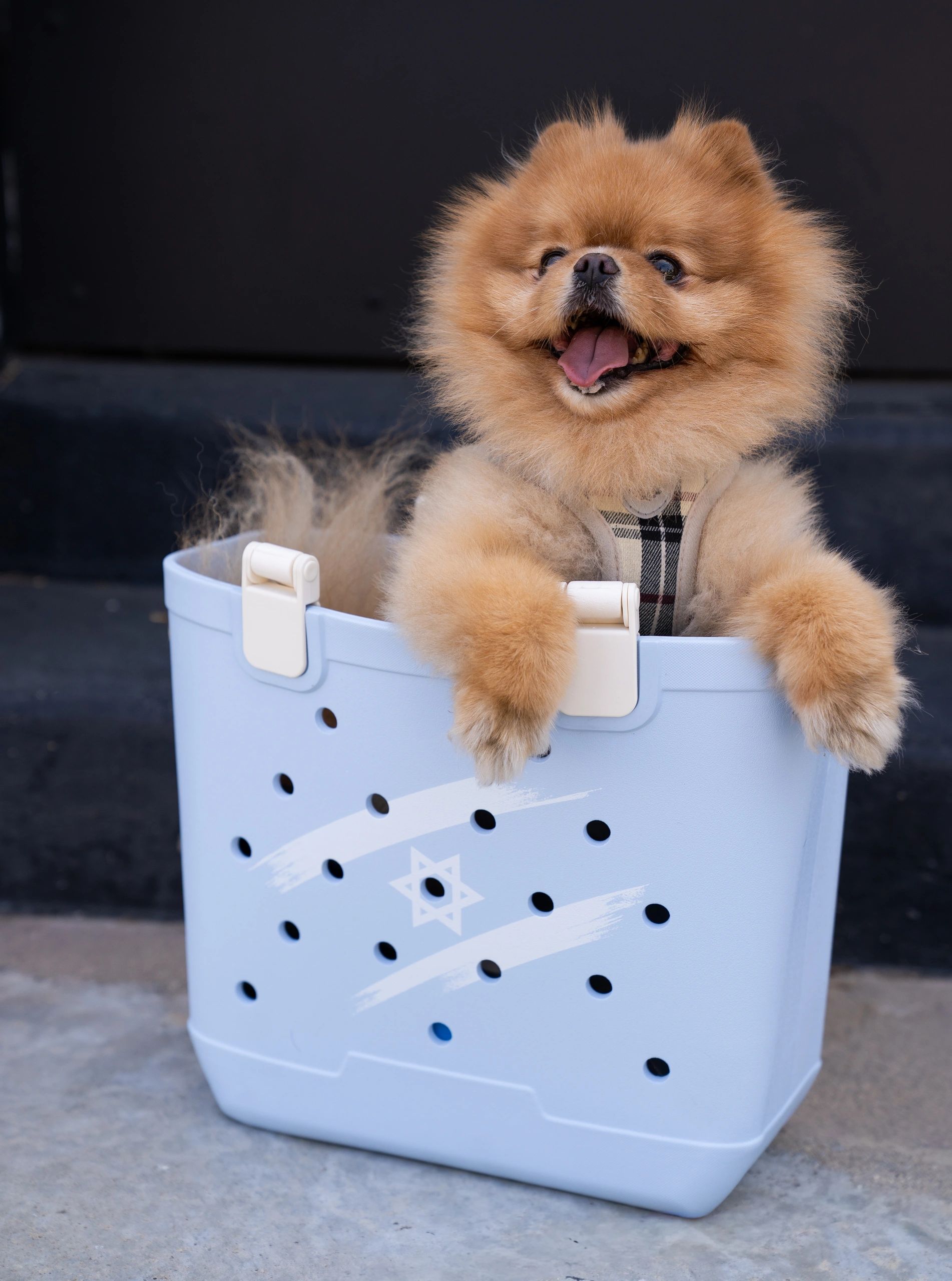 Happy fluffy dog in a blue basket.