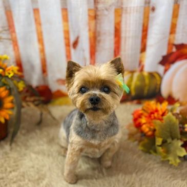 Plush pups pet grooming hot sale