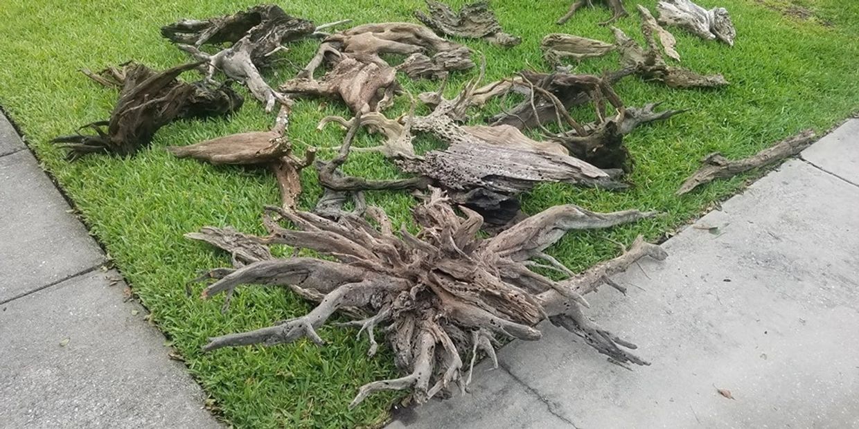 Collection of large driftwood pieces arranged on grass near a sidewalk.