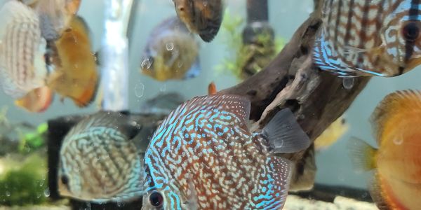 Colorful discus fish swimming in a planted aquarium.
