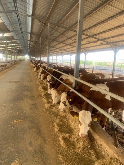 Simmental Damızlık Gebe Düve