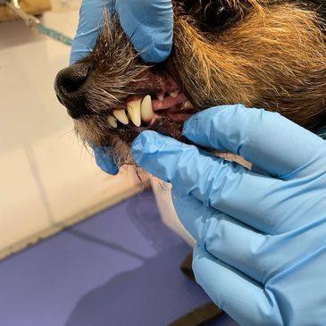 Dog teeth cleaning Lincolnshire Emmipet