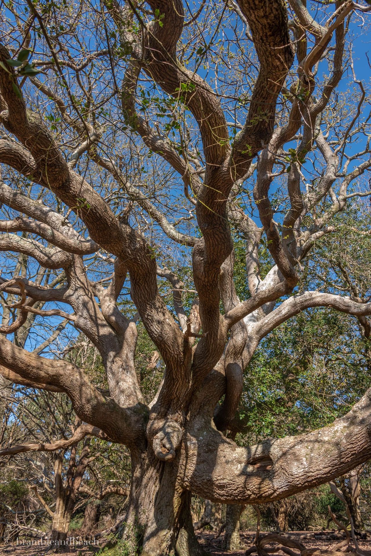 Ancient oak tree, Sloden Enclosure Ancient oak tree, Sloden Enclosure