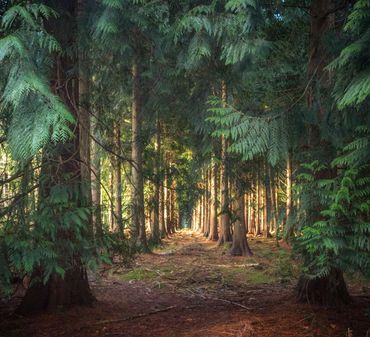 new forest Godshill tree avenue 