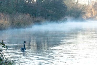 black swan Fordingbridge