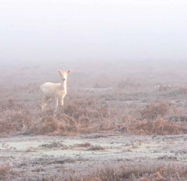 new forest deer fallow white deer fawn mist fog