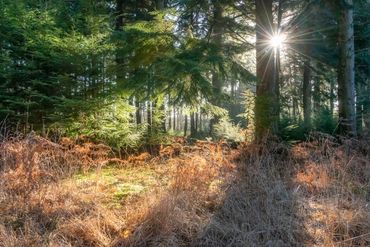 new forest trees sunburst 