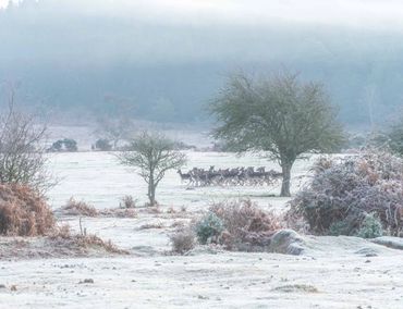 new forest deer frost