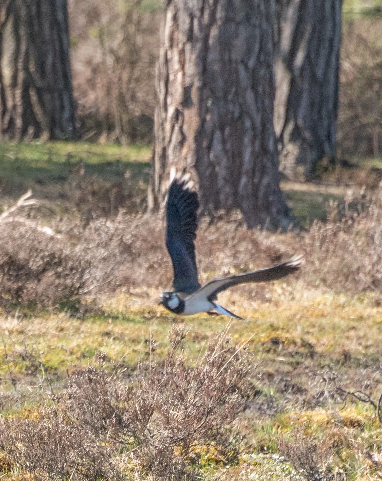 Lapwing, New Forest Lapwing, New Forest