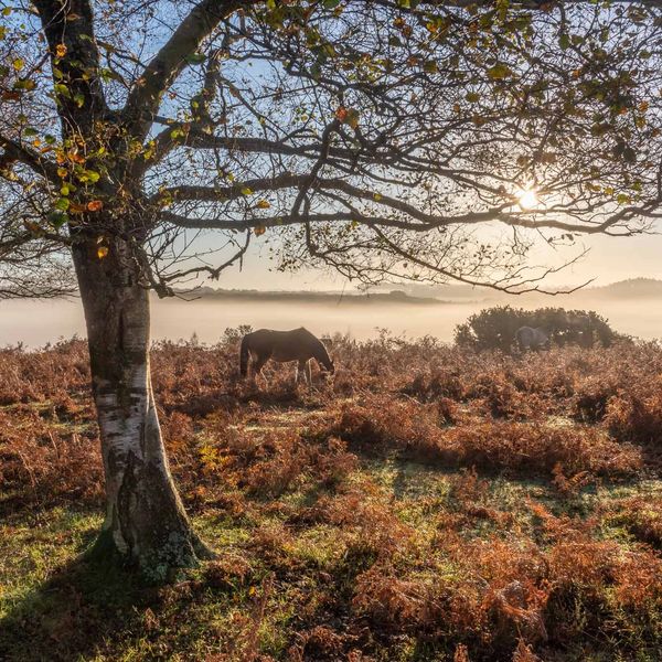 new forest ponies autumn Hampshire 