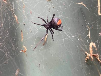 Close-up of a black widow spider on its web.