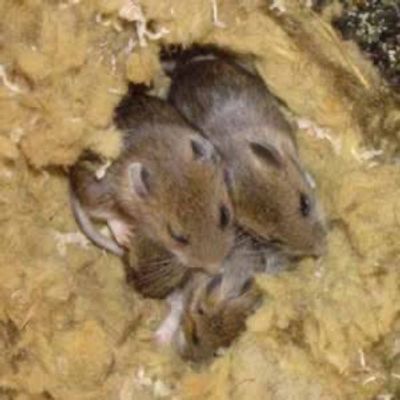 Three small brown mice snuggled together in bedding.