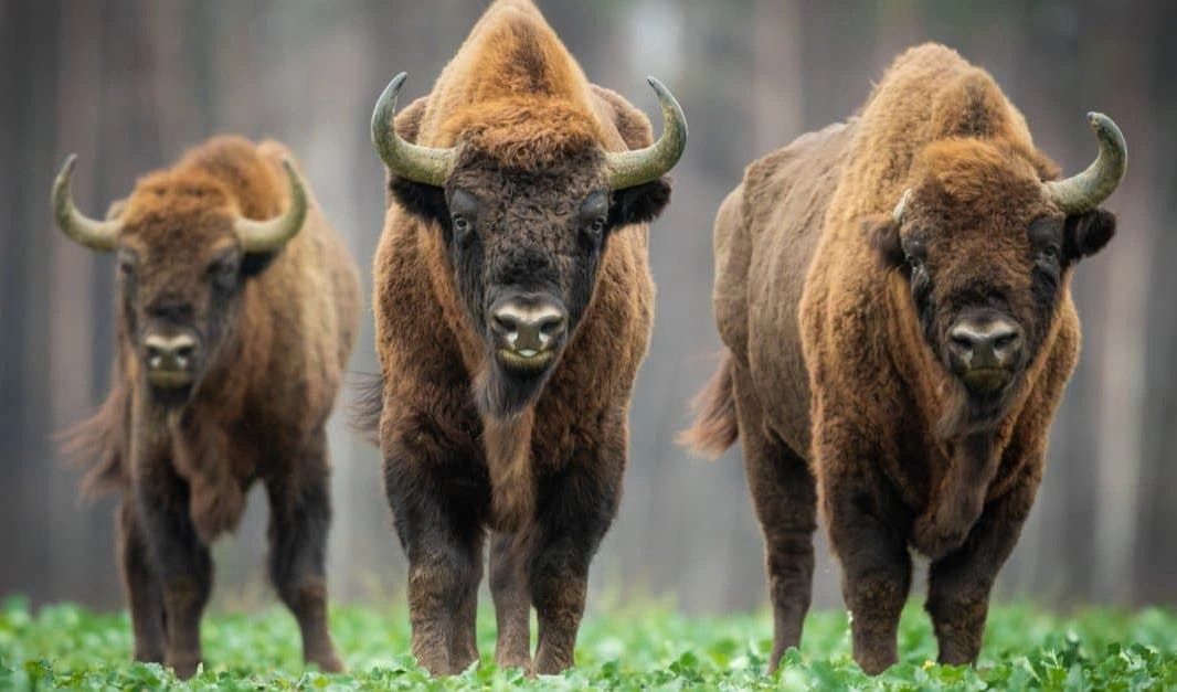 Bison Interests - Investment Firm, Oil and Gas Investments