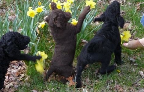 Three Labradoodle Pups Having Fun