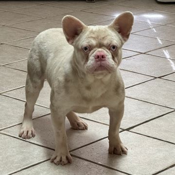 French bulldog stud, french bulldog, frenchies. Fluffy frenchies , Pawrade, puppies.com