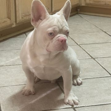 French bulldog breeders, french bulldog puppies, frenchies , fluffies, got fluffies, English bulldog