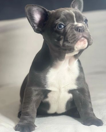 Female French Bulldog Avaiable Born 12/11/22